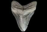 Large, Megalodon Tooth - Georgia #76475-2